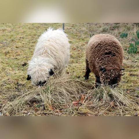 羊小咩享花卡额度兑现与关闭额度全解析，从新手到老手的必读指南！