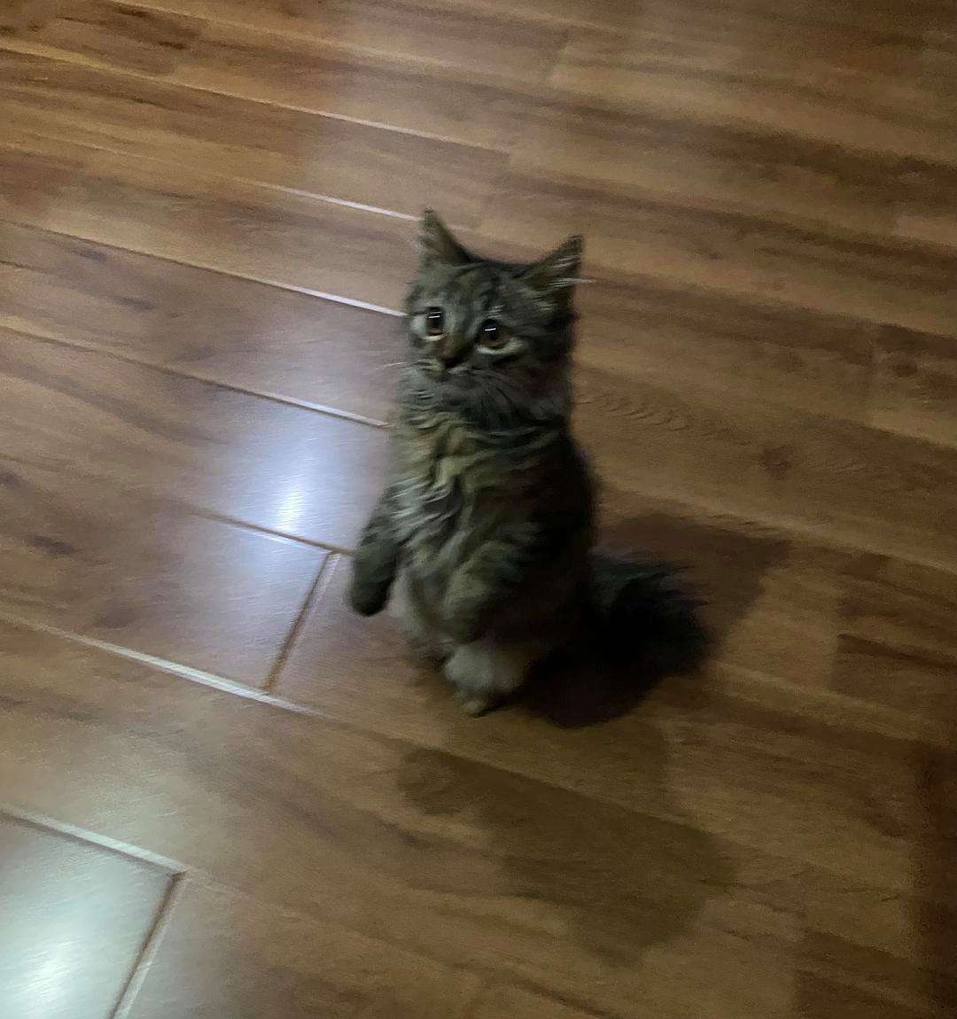 麒麟尾的猫吉利吗,麒麟尾的猫吉利吗图片