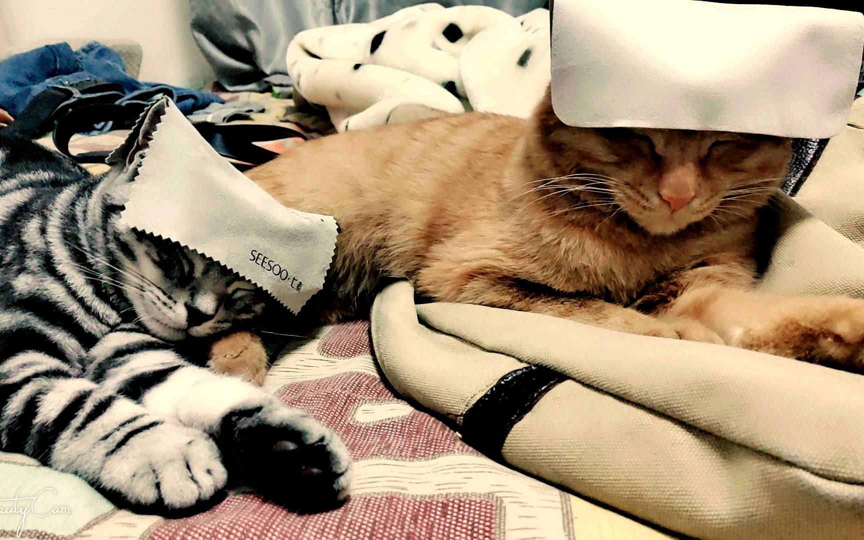 陌生猫进家门吉利吗,有小猫进家门是好兆头吗