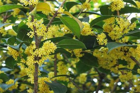 家里一颗种桂花树吉利,家里栽一棵桂花树好不好?