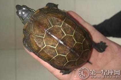 乌龟养三只比较吉利 乌龟养三只风水好不好