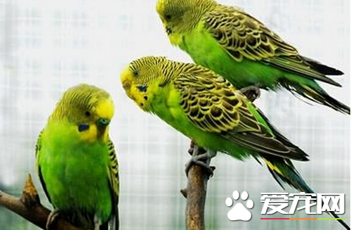 家里养虎皮鹦鹉吉利吗 家里养虎皮鹦鹉好吗风水说 家里养虎皮鹦鹉吉利吗 家里养虎皮鹦鹉好吗风水说