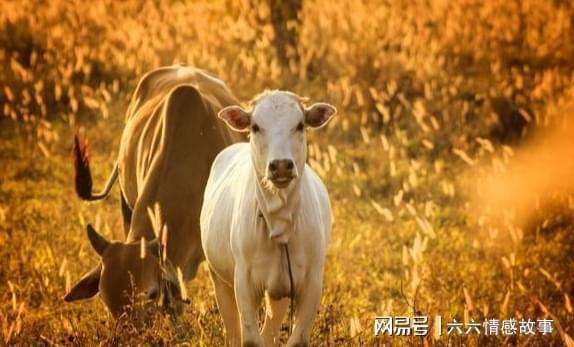 机灵的生肖是什么生肖 机灵的生肖是什么生肖呢