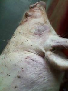 金大众动物药业毒死猪 郑州金大众动物药业有限公司