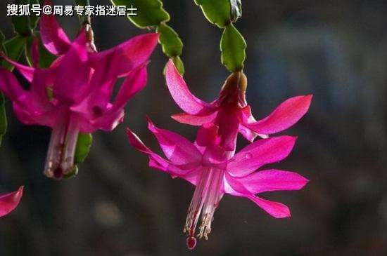 能呼风唤雨是什么生肖 呼风唤雨是什么生肖科学爆出