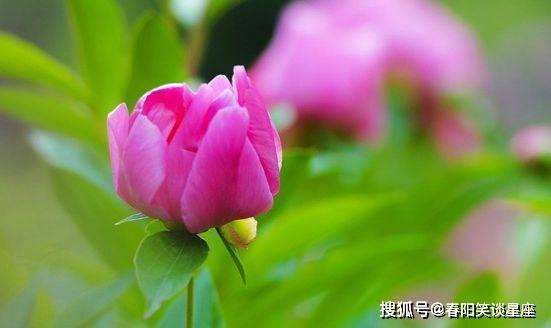 忠诚的生肖是什么 最忠诚的是什么生肖
