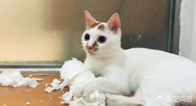 猫与塑料袋未解之谜 猫被装在塑料袋里表情包