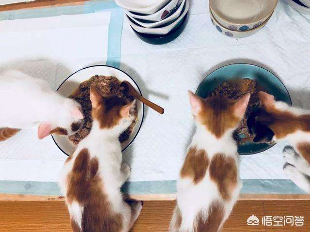 猫与塑料袋未解之谜 猫被装在塑料袋里表情包