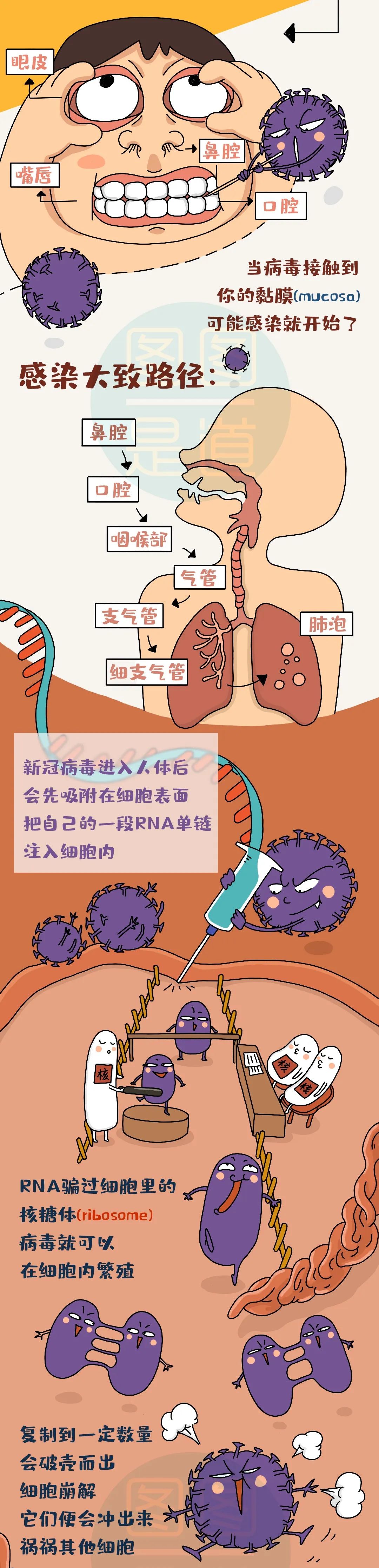 新冠病毒传 新冠病毒传染几率有多大