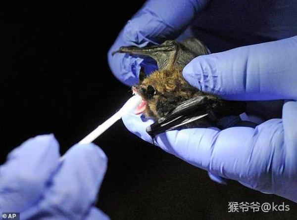新冠病毒最早发现在蝙蝠 新冠病毒最早发现在蝙蝠洞