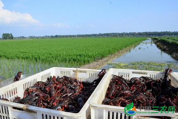 小龙虾喂食 小龙虾喂食方法
