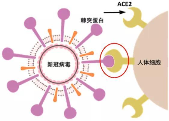 没感染新冠病毒应该开心么 