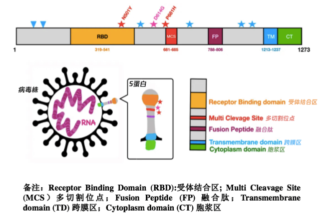 新冠病毒的组成rna 新冠病毒的组成元素与酒精的组成元素相同