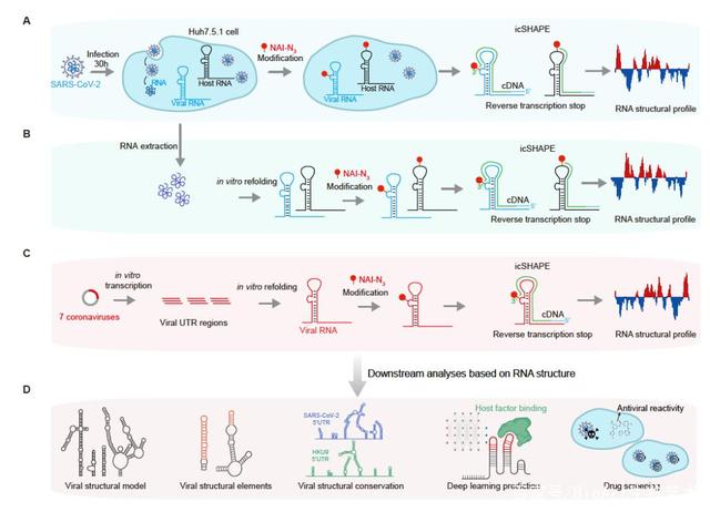 新冠病毒的组成rna 新冠病毒的组成元素与酒精的组成元素相同