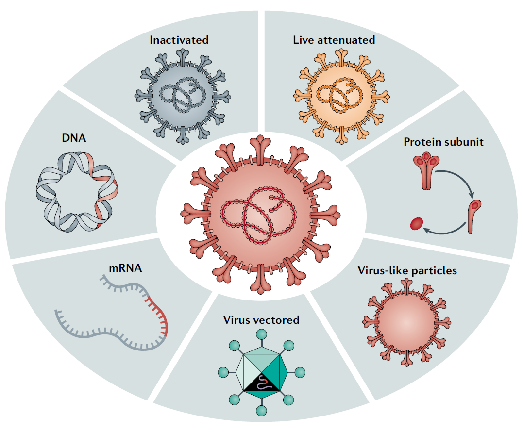 灭活mrna新冠变异病毒 重组新冠病毒疫苗 mrna