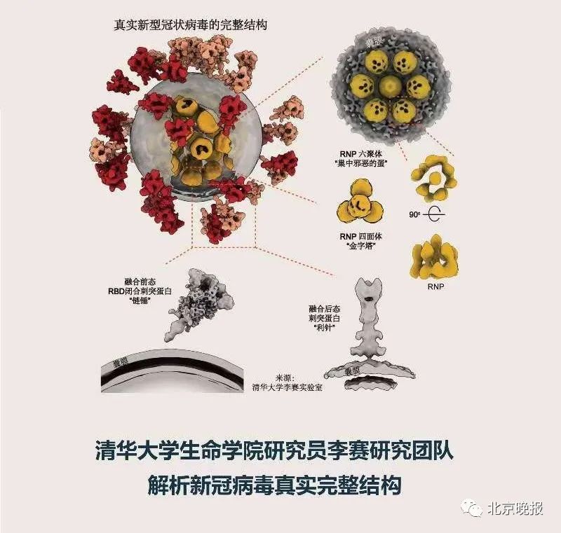 吉林新冠流行病毒种类 吉林新冠流行病毒种类有哪些