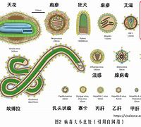 现阶段新冠病毒特征 新冠病毒呈现出来的总体特征