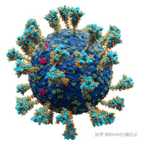 口腔里面是否有新冠病毒 新冠病毒在口腔里会存活吗