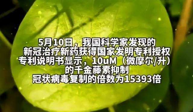 千金藤新冠病毒 千金藤新冠病毒抗原检测