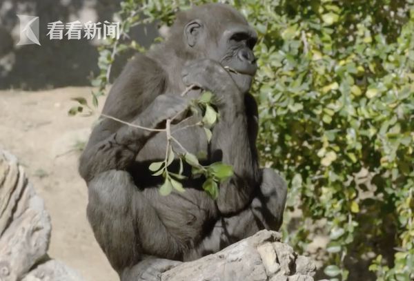猩猩会不会感染新冠病毒 猩猩会不会感染新冠病毒呢