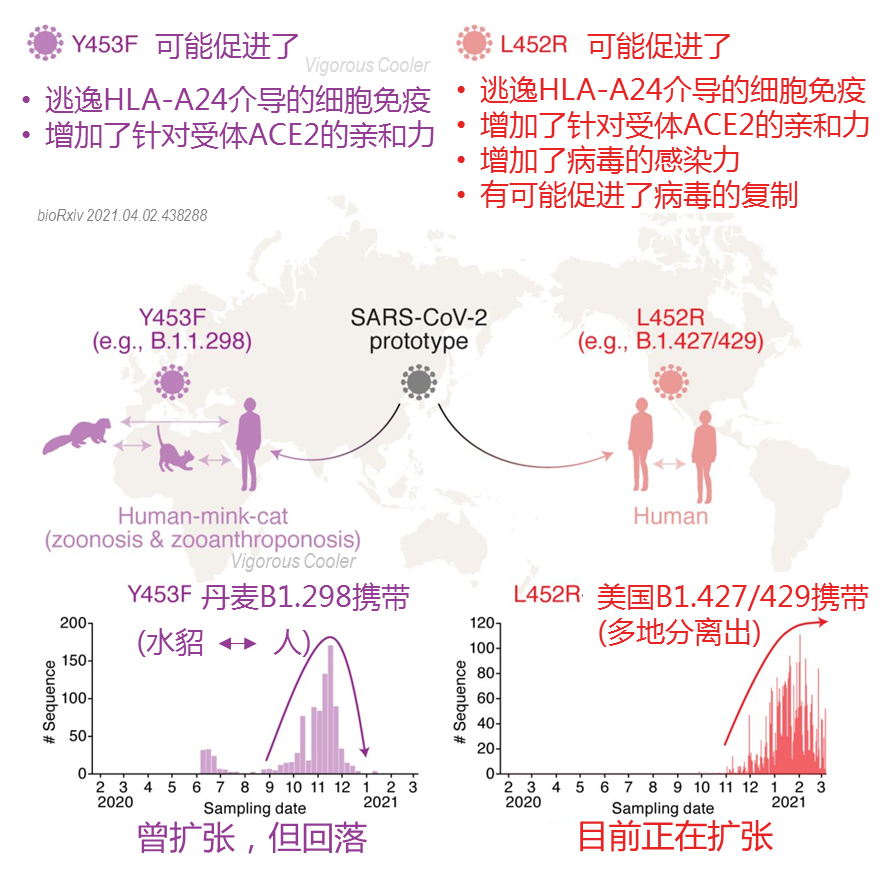 细胞与新冠病毒的区别 细胞与新冠病毒的区别和联系