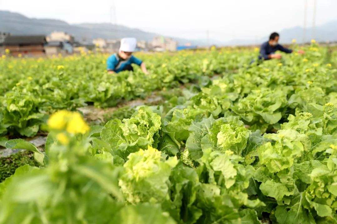 新冠病毒在家怎么种菜 新冠病毒我们在家应该怎么做