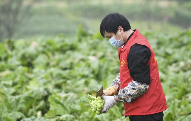 新冠病毒在家怎么种菜 新冠病毒我们在家应该怎么做