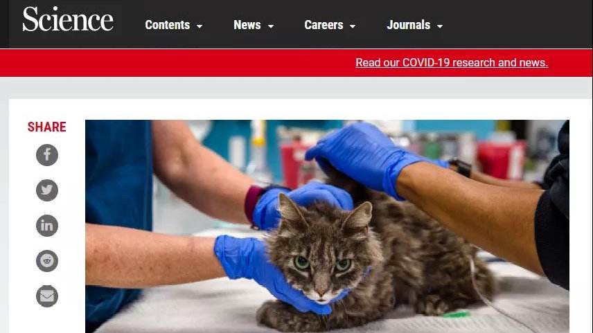 猫咪新冠病毒图片大全 猫咪有新冠病毒的症状是什么