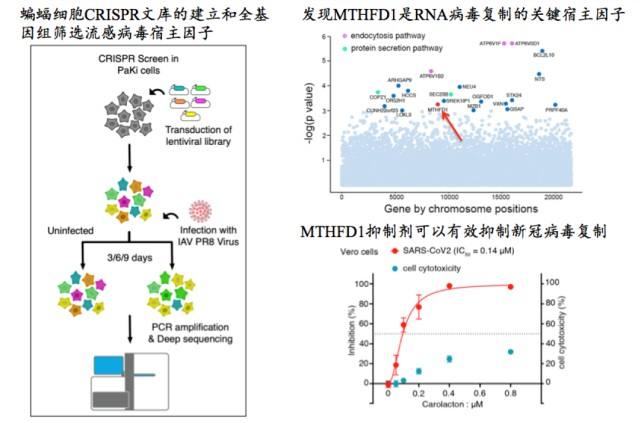 新冠病毒靶点检出 新冠病毒靶点检出结果