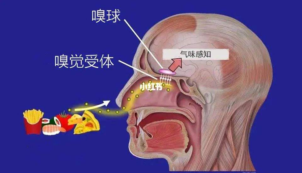 新冠病毒会不会没有嗅觉 新冠病毒会失去味觉和嗅觉吗