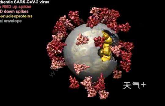 新冠病毒乳房有什么变化 新冠病毒乳房有什么变化症状