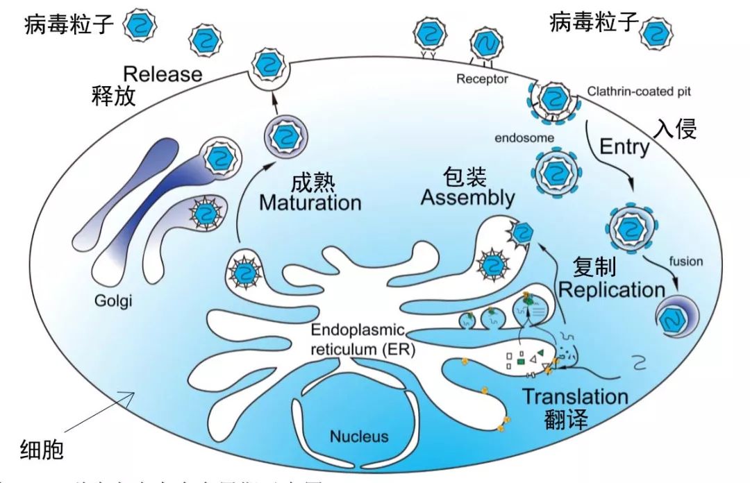 新冠病毒的详细结构 新冠病毒的详细结构图