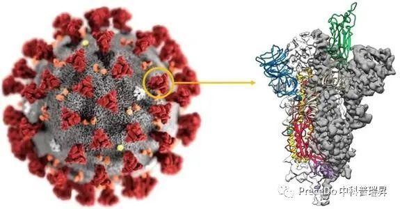 新冠病毒作用机制图 新冠病毒作用机制图示