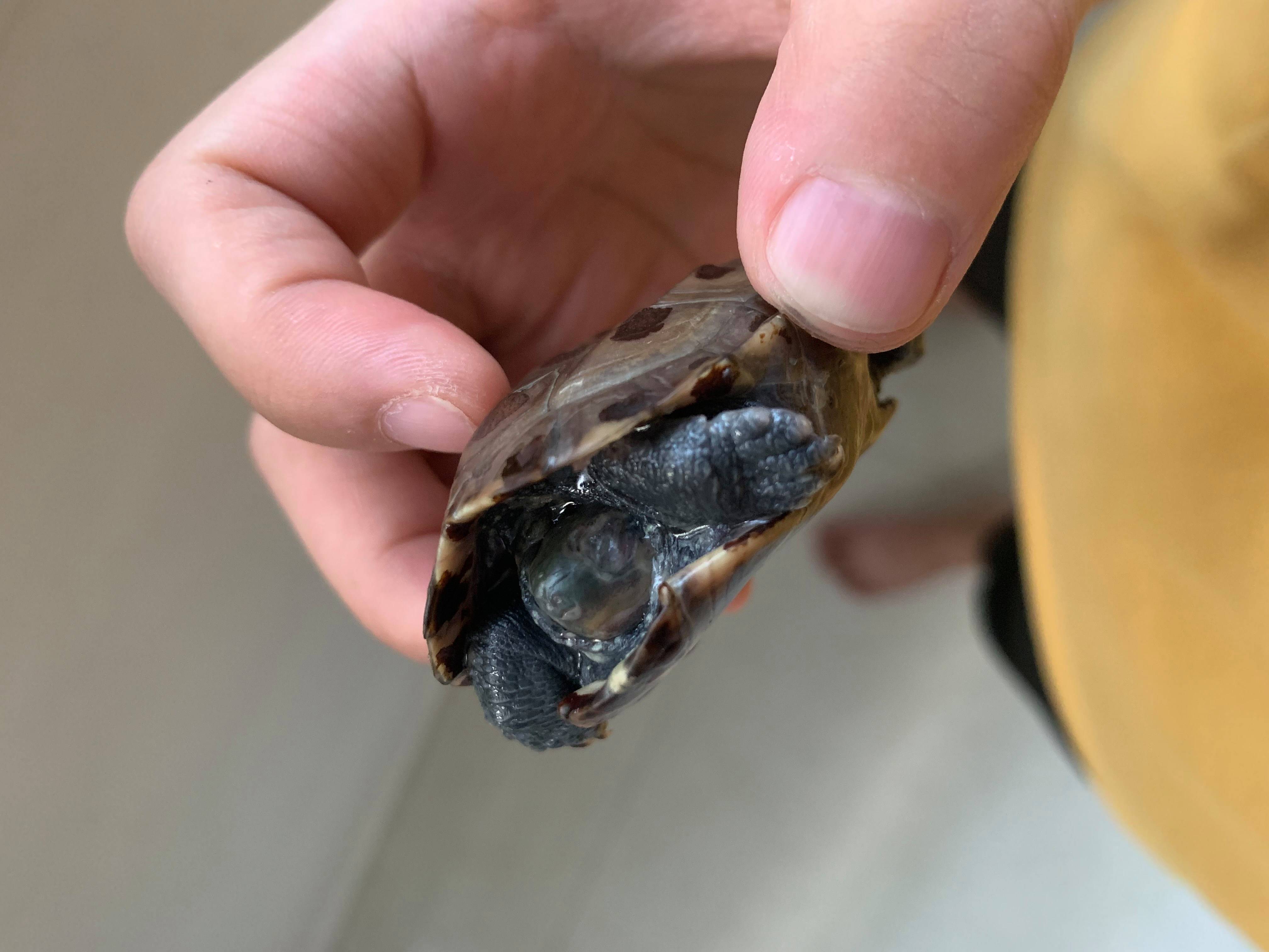 乌龟为什么脱皮 乌龟为什么要脱皮