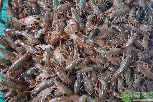 潜江小龙虾苗基地 湖北潜江龙虾苗哪个地方多,好!?