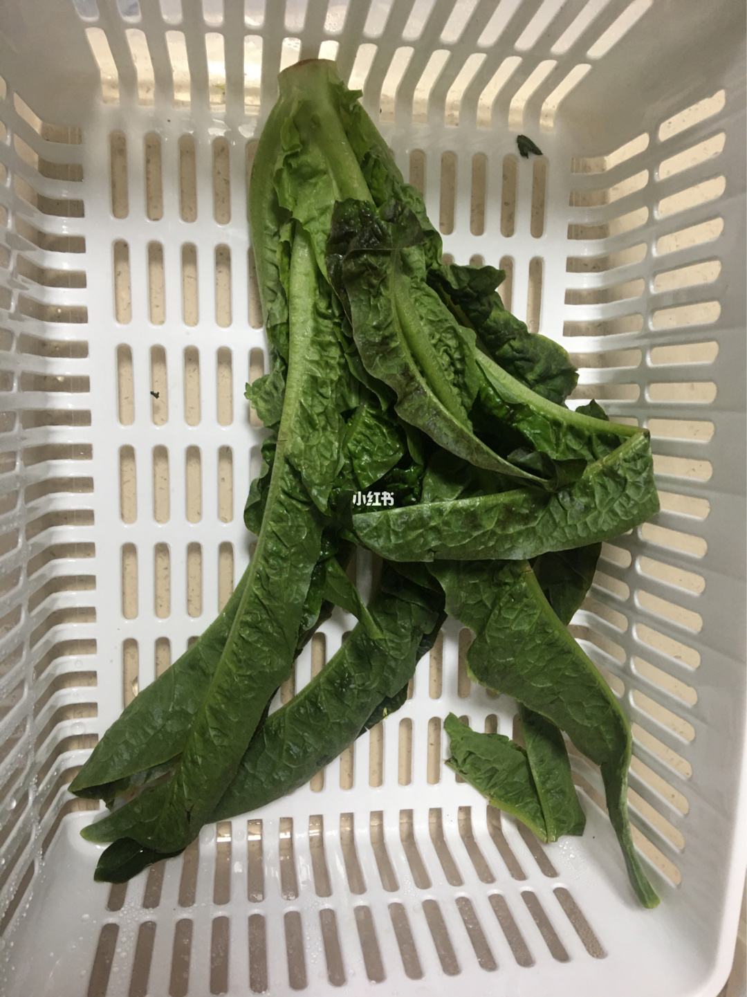 青菜可以放冰箱多久 青菜放冰箱可以存多久