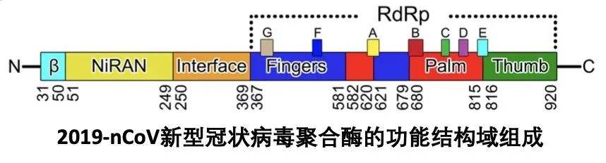 新冠病毒中有几条rna 