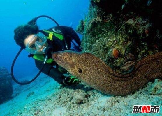 未解之谜海洋怪物 海洋未解之谜 世界未解之谜
