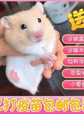 豚鼠是否带新冠病毒 荷兰猪会感染新冠病毒吗