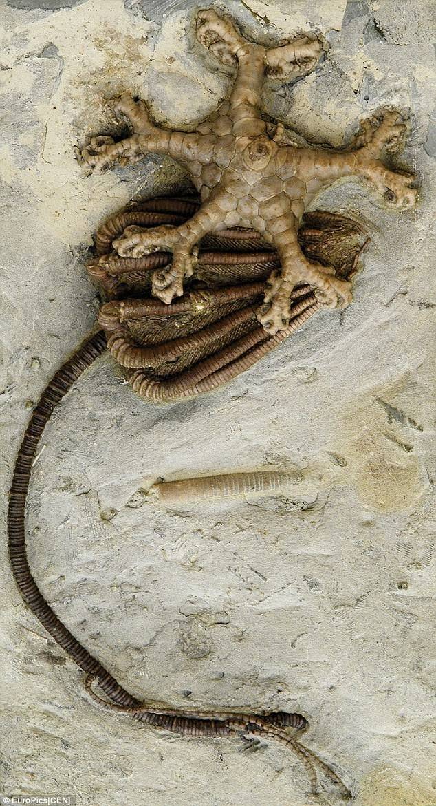 世界未解之谜异形生物 世界未解之谜异形生物在线观看