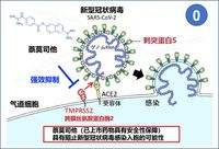 新冠病毒靶点检出 新冠病毒三靶标检测