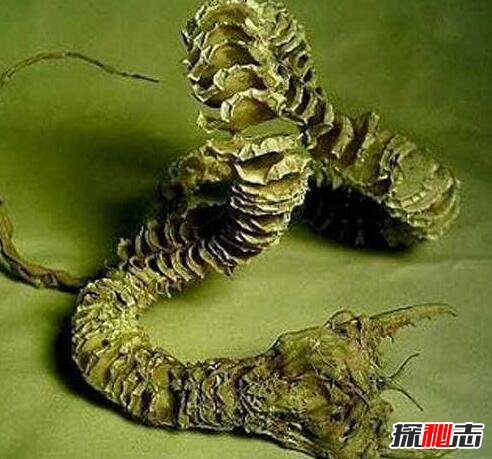 未解之谜关于蛇的 未解之谜关于蛇的谜语