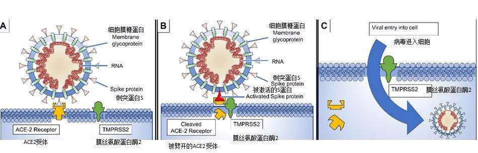 新冠病毒种类变异型 新冠病毒种类变异型有几种