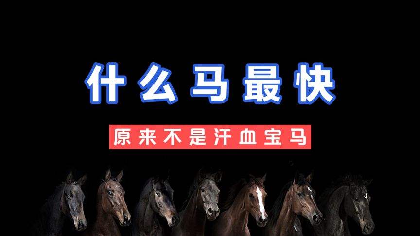 汗血宝马一天能跑多远 汗血宝马一天大概能跑多远?