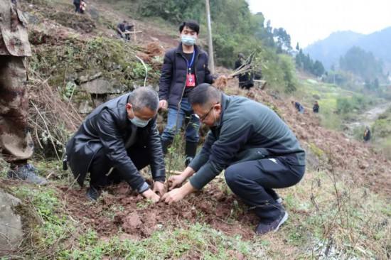 花椒可以抑制新冠病毒吗 花椒对新型冠状病毒有用吗