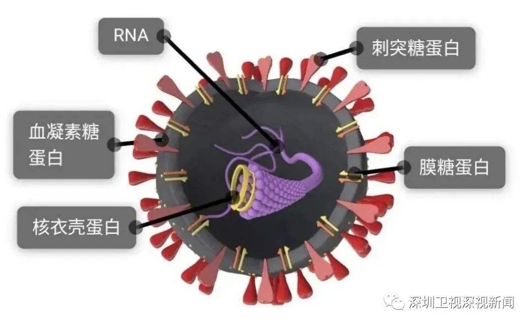 新冠病毒都叫什么名 新冠病毒叫什么名字2021
