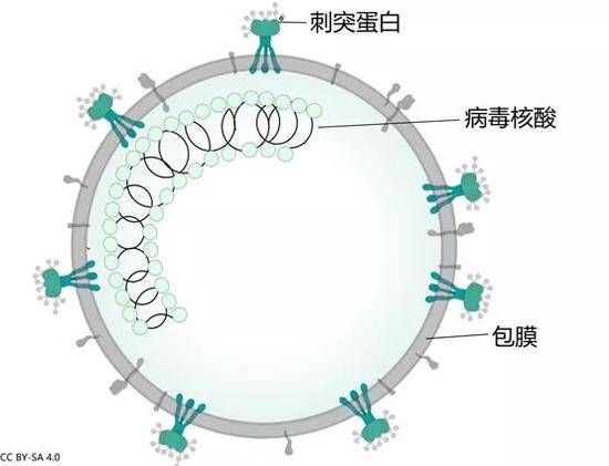 新冠病毒图片来自哪 新冠病毒的图片是什么样子的