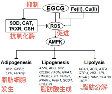 EGCG可以杀死新冠病毒 egcg抗新冠病毒是真的吗?