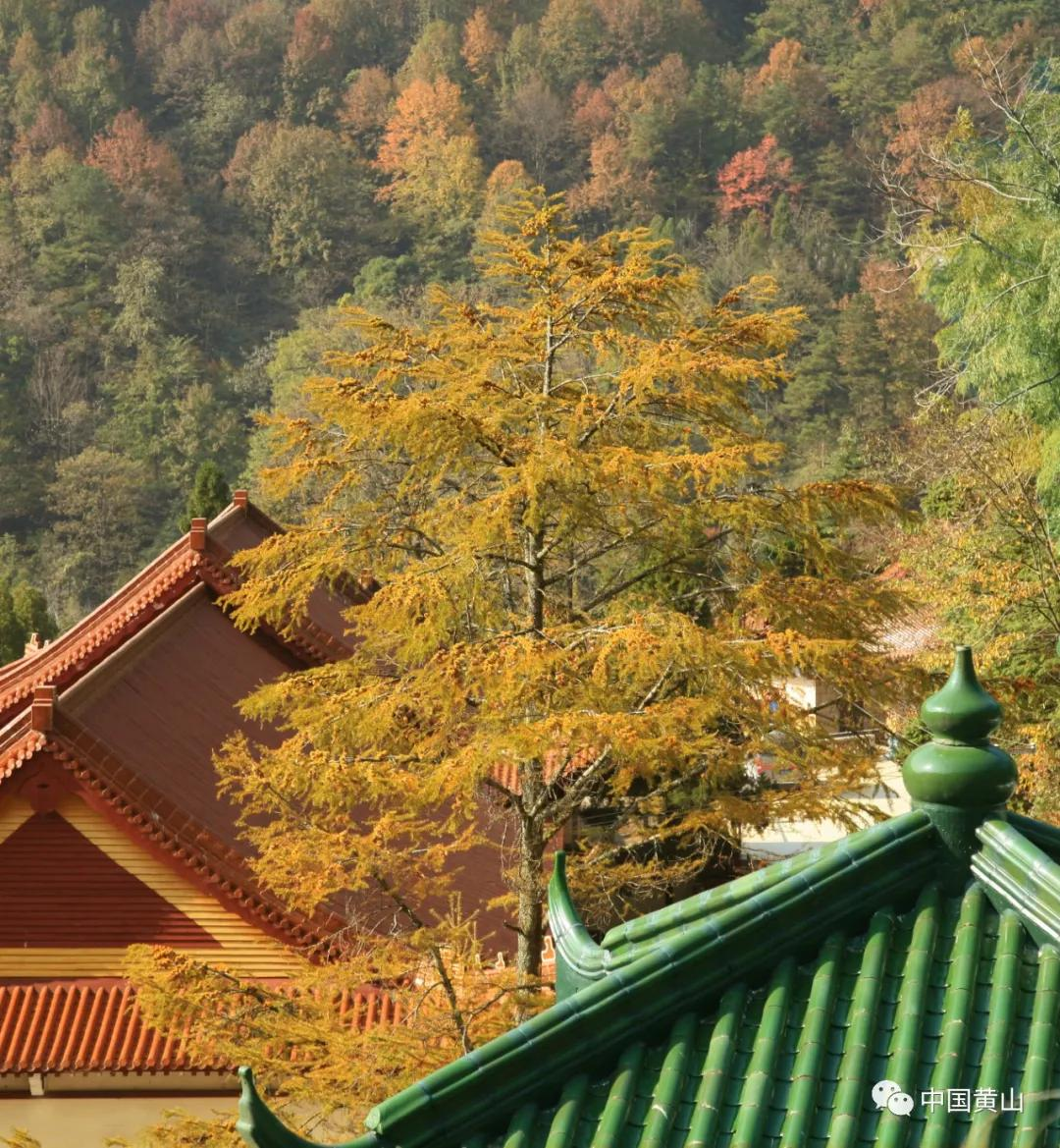 伦理片天堂黄山 