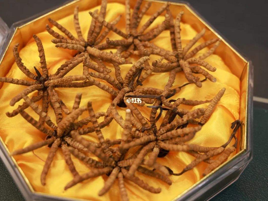 虫草可以放冰箱冷冻吗 虫草可以放冰箱冷冻吗多久